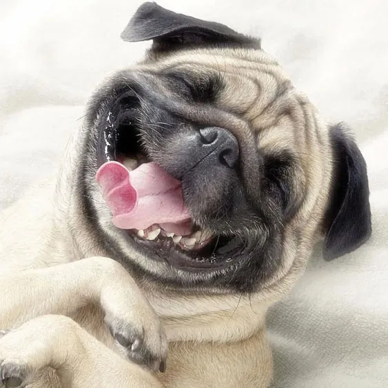 ペットタクシー 札幌 緊急