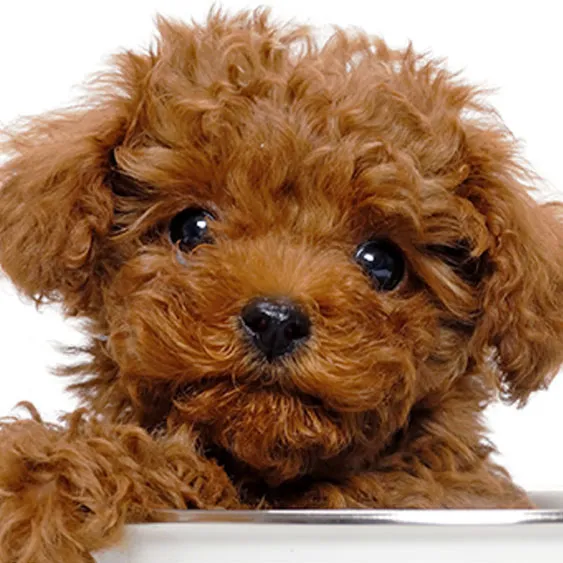 ペットタクシー 札幌 同乗