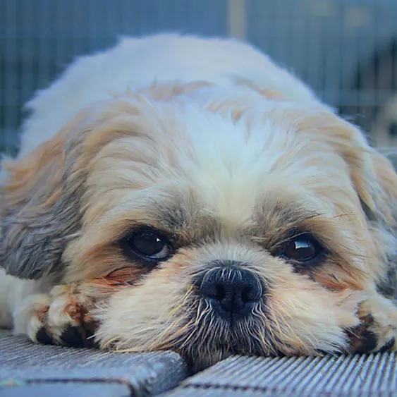 ペットタクシー 札幌 猫 
