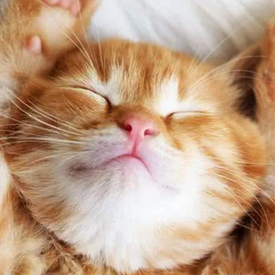 ペットタクシー 札幌 タクシーペット可